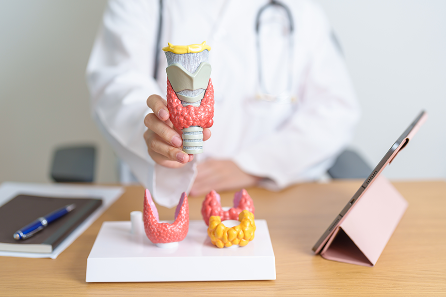 Formation DPC Thyroïde : prise en charge de la thyroïde