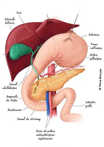 dpc chirurgie : l'anatomie du pancreas